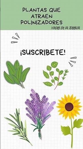 POLINIZADORES PARA TU JARDÍN, HUERTA 5 PLANTAS QUE ATRAEN INSECTOS BENEFICIOSOS, Lavanda, Romero