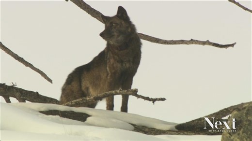 Evidence of second wolfpack emerging in Colorado's North Park area near Walden