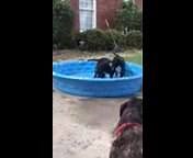 36 reactions · 13 shares | Who needs a perfect water dog(s) to complete your family? Jack Jack and Joelle are quite the most awesome pups! They are growing up in rescue and ready to find their forever home. Please apply at www.ruffdogrescue.org | Ruff Dog Rescue GA | Facebook