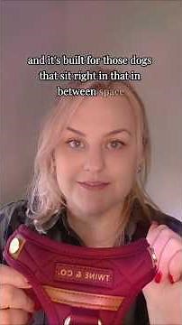 Small Dog Harness Size Guide | What Dogs Fit & How to Measure #realdog #moderndog