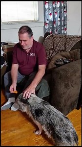 Ruby the Pet Pig - Virginia Minnesota - December 2025