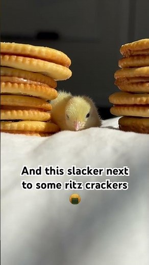 I love these comparisons of button quails next to small things 😂 #babyanimals #cute #cuteanimals