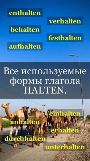 Forms of the verb "halten." Learn it in 1 minute. #germanonline #germanwords #germanlanguage