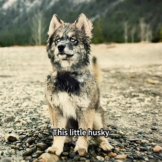 Determined Husky Thrills with Incredible Escapes