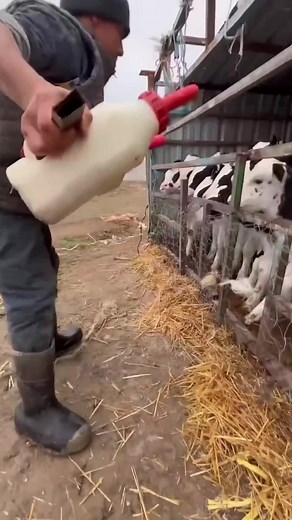 Life on a Cow Farm: Daily Routines and Care