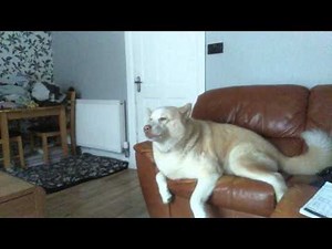 Funny dog moaning