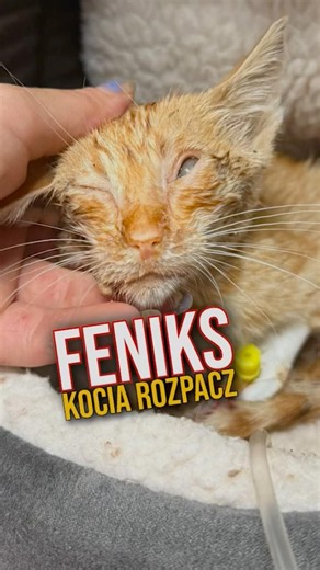 ❗️FENIKS #centaurus #gatto #algeciras