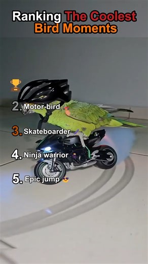 Ranking The Coolest Bird Moments🦜😎