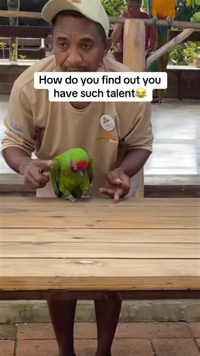 Convinced I’ll watch anything ona holiday😭😂 #dnd #parrot #dancing