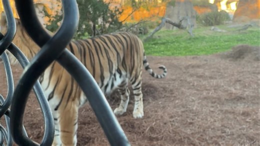 When you’re excited to see your people | LSU's Mike the Tiger