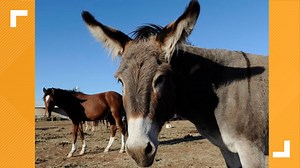 Bureau of Land Management will pay you $1,000 to adopt a burro