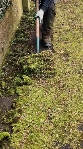 3 Moss Removal Methods… Only One Works