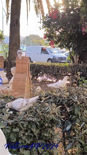 Some Pigeons in Ayamonte town October Spain España #relax #birds #nature #city #holidays