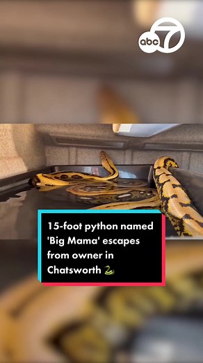 A 15-foot python named