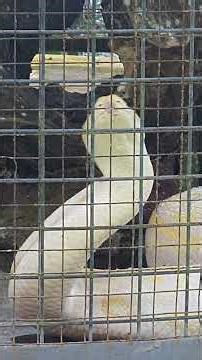 albino burmese python