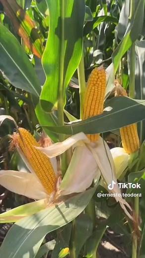 Understanding the Silage Making Process Explained