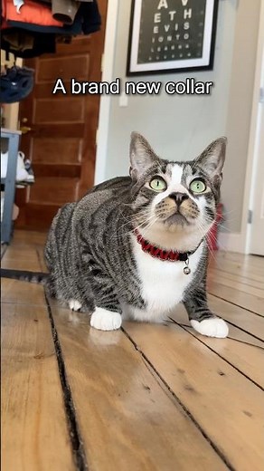 10-minute Cat Collar Glow-up 🐱✨