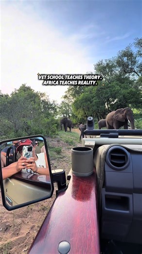No one ever forgets Africa. 14 days of real wildlife exposure, unforgettable moments, and some of the most exciting excursions and adventures you’ll ever experience. 🦁 Wildlife • Conservation • Africa 🌍 International students 👉 Book via link in bio #wildlifeafrica #africaexperience #wildlifeadventure #conservationlife #southafrica