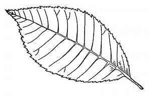 Intro to Trees of Indiana: Slippery Elm