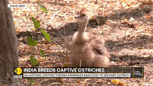 An Indian zoo in Rajasthan has successfully bred an ostrich in captivity for the first time. The bird laid 11 eggs, with one hatchling surviving. CCTV monitors the mother and chick in this rare feat. Jyotsna Kumar tells you more | WION
