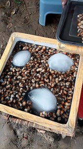 277K views · 3K reactions | part 2 exotic food ABALIN sa over flow bridge #TuguegaraoCityCagayan #sendstarstosupport #everyoneactivefollowersシfypシ゚viralシalシ #StarsEverywhere #StarSender #likefollowsharecomment #boykilaw #nonfollowersviewers | Rehd Dher | Facebook