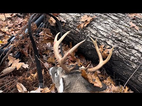 Georgia white-tailed deer Hunt! (Public land Bonus buck)
