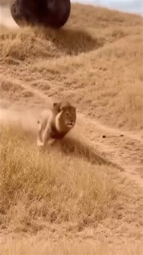 Warthog Sends a Giant Boulder Rolling After a Lion!😂🏃 🪨