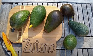 Zutano avocado: a profile - Greg Alder's Yard Posts: Southern California food gardening