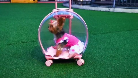 XPUDAC 4 Pack Dog Dress Girl Clothes for Small Dogs Girl Flower Puppy Dresses for Dogs Apparel Colorful Small Dog Clothes Female (XS, 4 Flower)