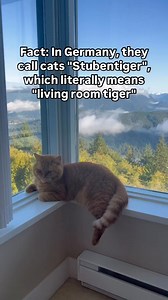 Did you know this? | Apollo Kitty Cat