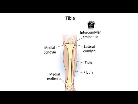Super easy in 4min (tibia bone) anatomy Skeleton system with diagram explanation . Surface anatomy