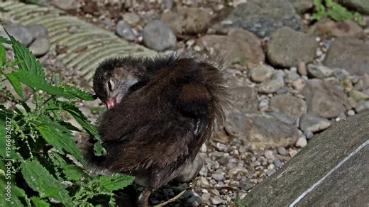 Juvenile baby common moorhen Gallinula chloropus also known as the waterhen, the swamp chicken, and as the common gallinule swimming at a blue lake water