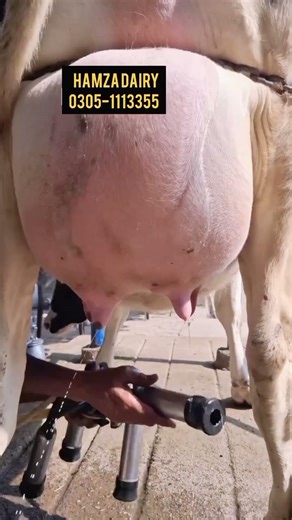 Zyada Doodh Deny Wali Cows | Kam Kharcha Zyada Faida | Best Milking Cow