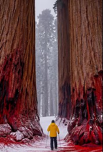 Sequoia National Park, California Follow | Incredible planet