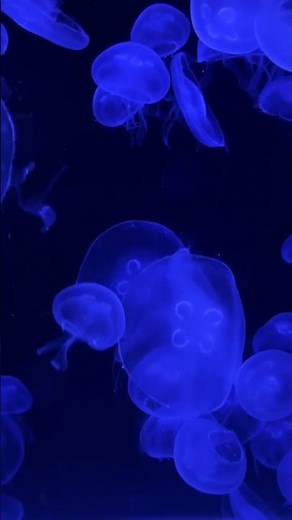 Jellyfish Background 4K | Beautiful Underwater Jellyfish Animation | No Copyright
