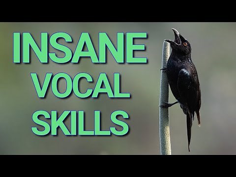 The Incredible Spangled Drongo Call - Is It Mimicking Other Birds?