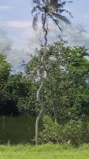 Wow nice kau mga idol👌 #coconuttree | Darill John Javier Apuya