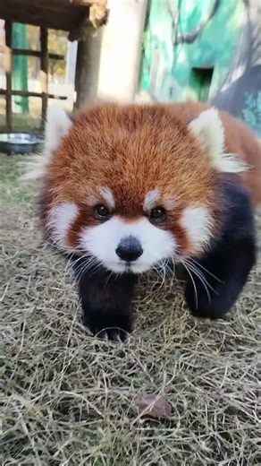 Fun Fun Fun Fun Fun Fun - Parry Grippを使っているRedpanda (@yan26out)の動画