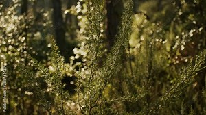 Erica Arborea Close up of a green plant in the forest gently swaying in the wind during a beautiful day