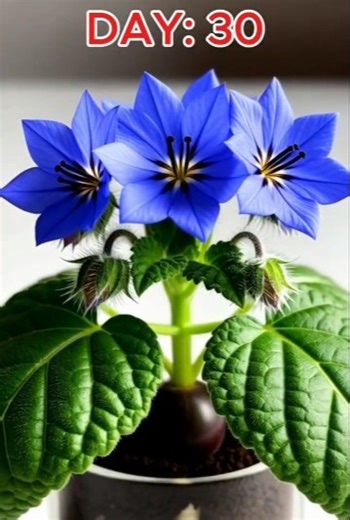 Borage Growth Timelapse: Seed to Blue Starflower #timelapsevideo #garden