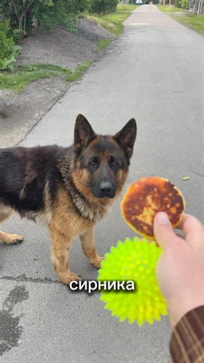 The Most Cunning Dog in the World #cute #funnydogs #puppy