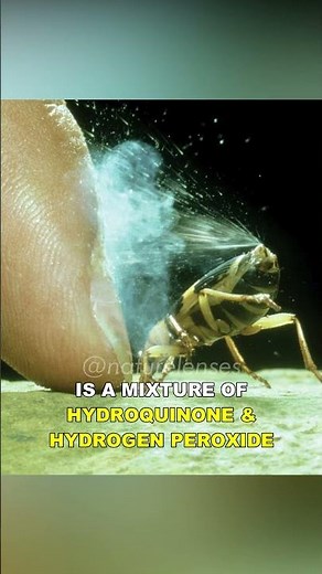 Bombardier Beetle | The Acid Shooting Beetle