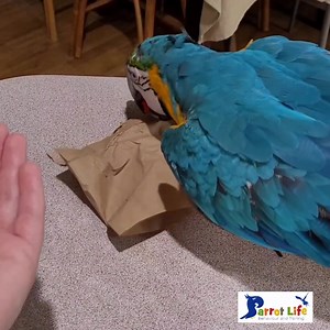 23 reactions | Sunday Funday 列Enhance your birds training experience by incorporating creative twists.列 For instance, Jasmine introduced a new approach to Luna's colour discrimination exercises. Instead of the usual methods, she placed two colored dinosaurs inside a brown paper bag, challenging Luna to tear through and find the requested colour, making the learning process more engaging and enjoyable. | Parrot Life Behaviour and Training | Facebook