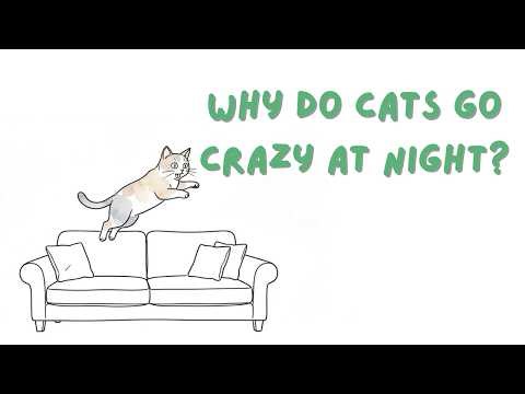 Why Do Cats Go Crazy at Night?