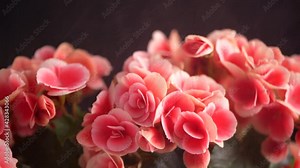 Bright blooming flowers of pelargonium, geranium, pelargonium, flowers with decorative white outlines on a black background. Houseplant care. Watering and spraying flowers