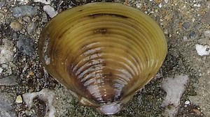 Male-only clams stay fit by having sex with other species