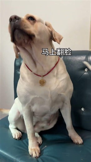 Why Does This Dog Look So Human Like