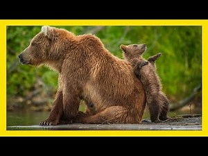 Winners of Comedy Wildlife Photography Awards 2021