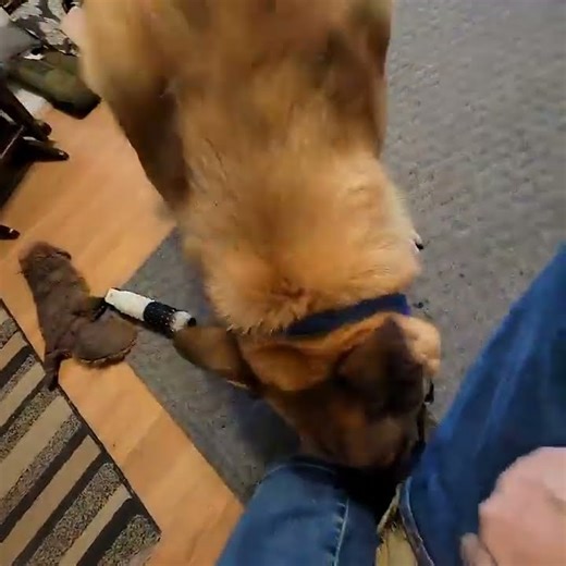 Wait! You want a Belgian Malinois? #belgianshepherd 1