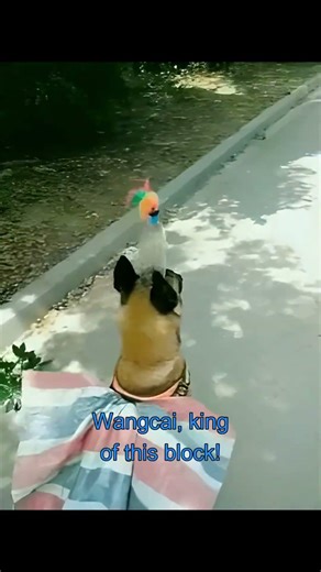 🔥5 min Silly Dog and Owner shorts🔥自家二哈拆穿一切！(4/6) 😜🤣